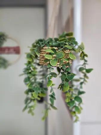 Seoul SHAREHOUSE $337 10